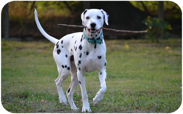 Hund mit Stock
