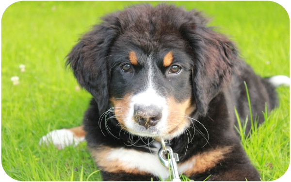 Hundewelpe