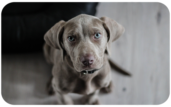Hundeblick