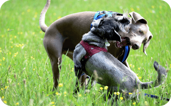 spielende Hunde