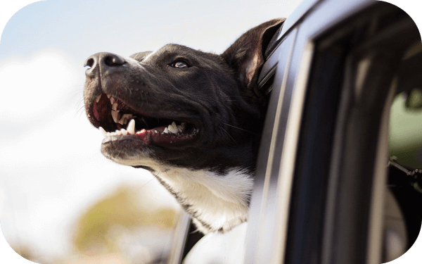 Hund schaut aus Autofenster