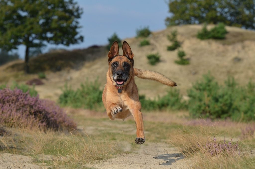 rennender Hunde