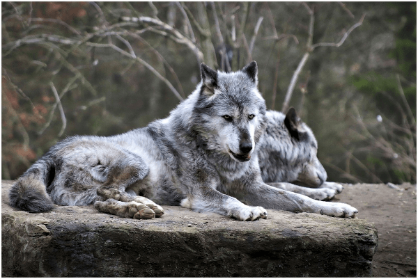 zwei wölfe