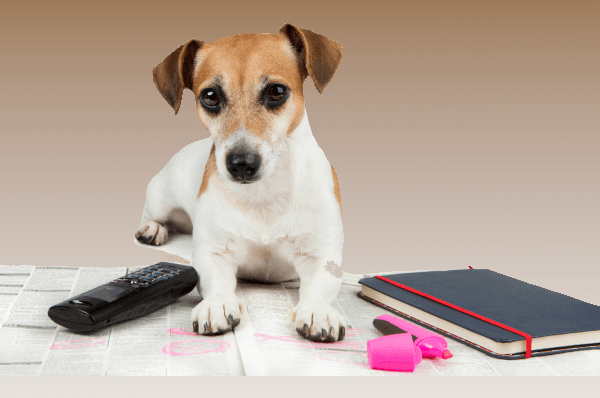 hund zwischen telefon und buch