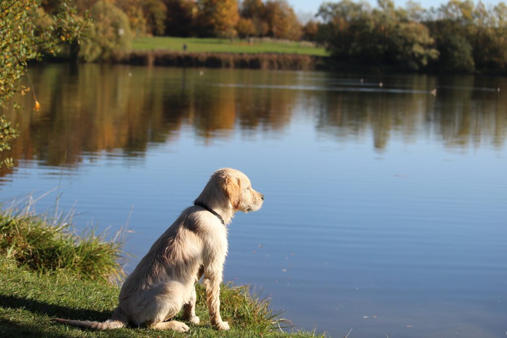 hund blickt auf see