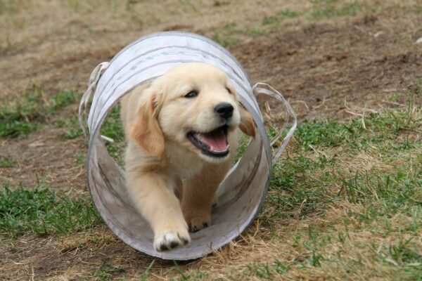 golden-retriever-puppy-2706681_1280